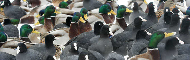 Blessrallen und Stockenten. Foto: NABU/Helge May