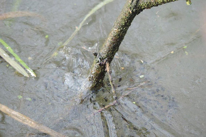 Unter dem Eis sind die Laichballen gut erkennbar. Die Landlebensräume der Springfrösche liegen häufig weit von den Laichgewässern entfernt. Foto: Olaf Schmidt