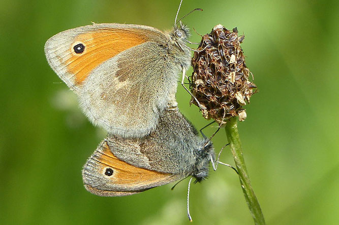 Kleines Wiesenvögelchen bei der Paarung. Foto: Peter Diehl