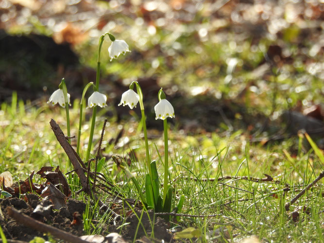 Bei der Müllsammelaktion am 28.02. fand sich der Märzenbecher oder auch Frühlings-Knotenblume (Leucojum vernum). Die Art ist nach BNatSchG besonders geschützt und steht in Hessen und Deutschland auf der Roten Liste gefährdeter Arten; Bilder: Alexander Uhl