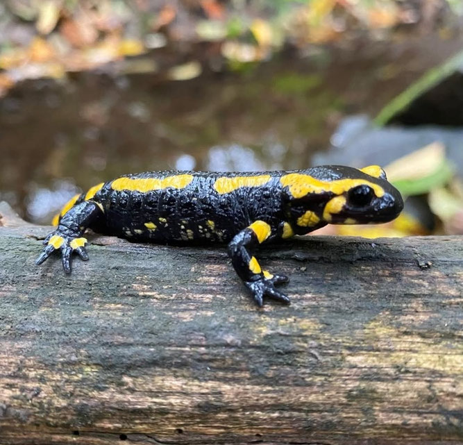 Feuersalamander im Habitat