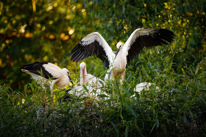 Erfolgreiche Weißstorch-Brut im Nachbarkreis Düren Foto: Markus Lenzen