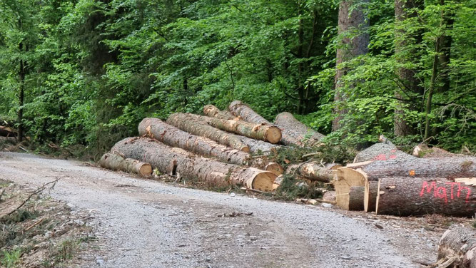 Rotwild - Flucht in die Wälder – und jetzt? - nabu-euskirchens Webseite!