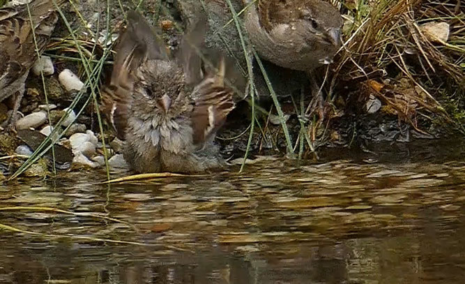 Junger Spatz badet im kühlem Nass am Uferrand eines Gartenteichs Foto: NABU/Günter Lessenich