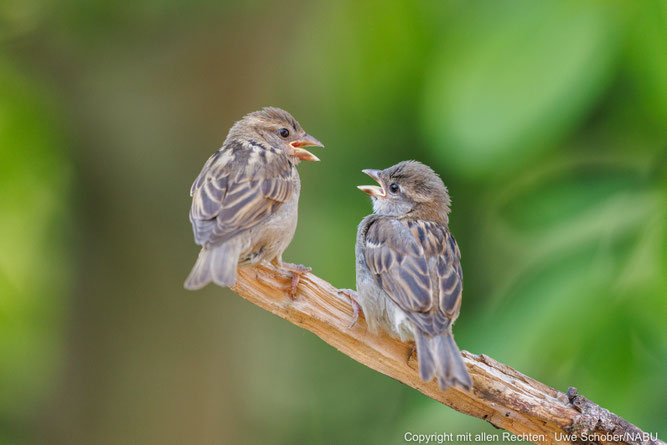 Einer sagt's dem anderen: es gibt wieder eine Vogelwanderung mit dem NABU Vaihingen