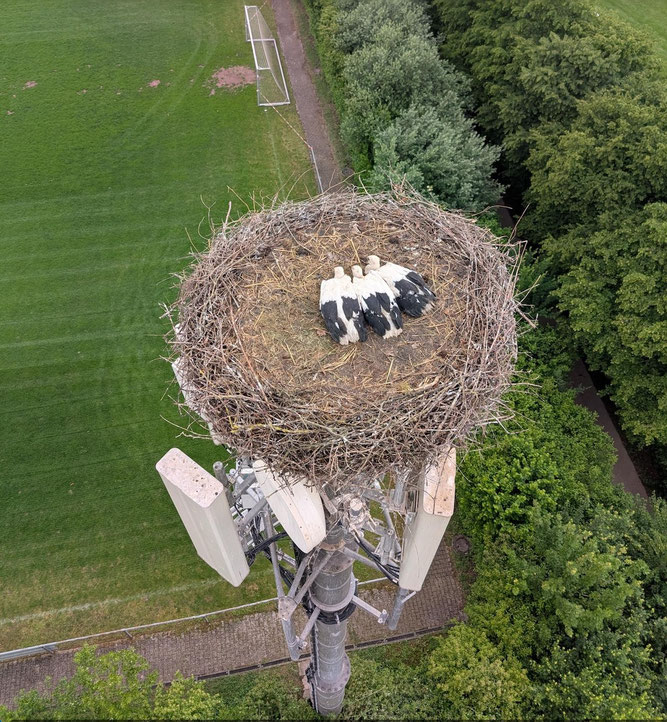 Die drei verbliebenen augenscheinlich gut entwickelten Jungstörche. (c) NABU Vaihingen