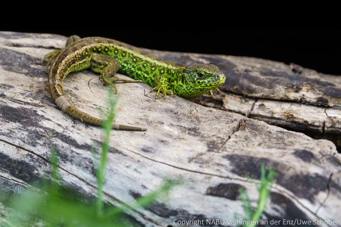 Zauneidechse (Lacerta agilis), Umgebung Vaihingen   Foto NABU/U. Schober