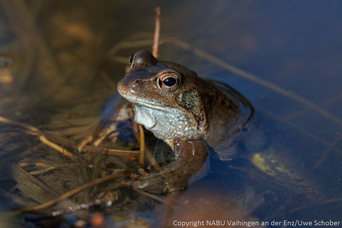 Einer der ersten "temporären" Bewohner: ein Grasfrosch (Rana temporaria).