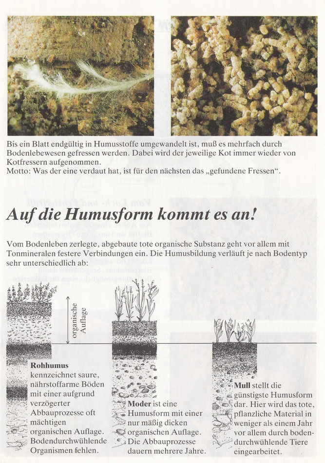 (Der Boden lebt; s.o.; S. 12; Text: Dr. G. Laukötter, A. Niemeyer-Lüllwitz; Fotos: G. Laukötter; Grafik: Grafikwerkstatt Fuhlrott, Essen)