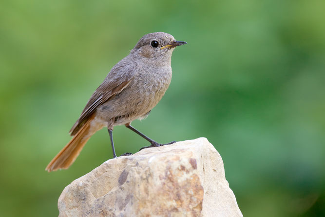 Foto: NABU/Frank Derer