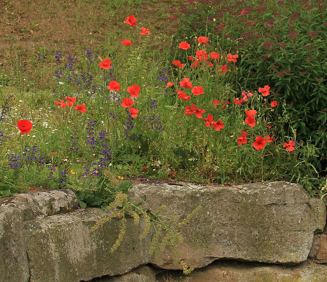 Blumen am City-See