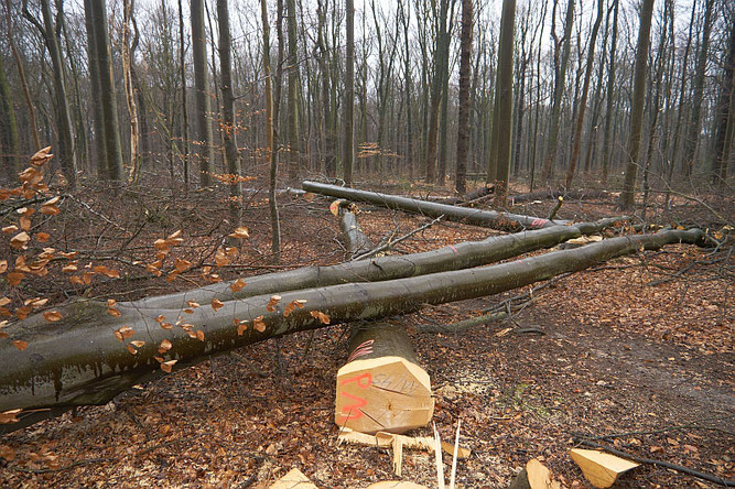 erneut fallen Bäume im Arendbergischen Forst der Säge zum Opfer