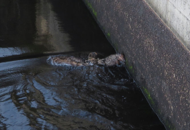 Der Uhu schwimmt im Wasser, von Beckenrand zu Beckenrand.