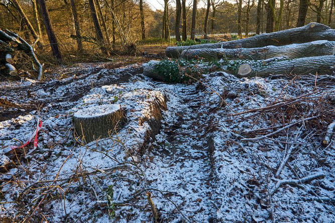 Baumfällungen im Naturschutzgebiet "Die Burg" - Foto: Erwin Gebauer