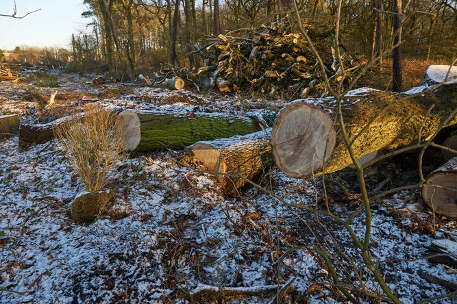 Baumfällungen im Naturschutzgebiet "Die Burg" - Foto: Erwin Gebauer