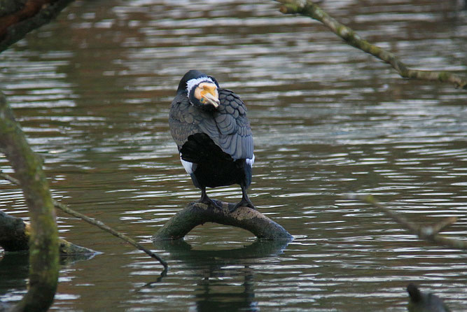 Balzender Kormoran