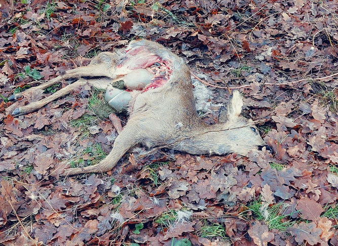 gerissenes Reh im Naturschutzgebiet "Die Burg"