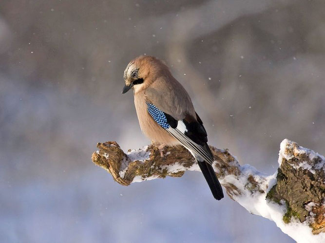 Eichelhäher im Schnee