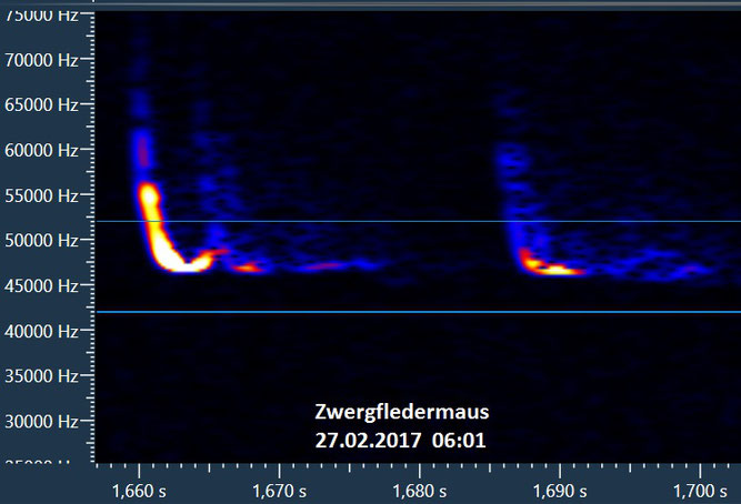 Spektrogramm von Zwergfledermausrufen, Bild: Karsten Passior