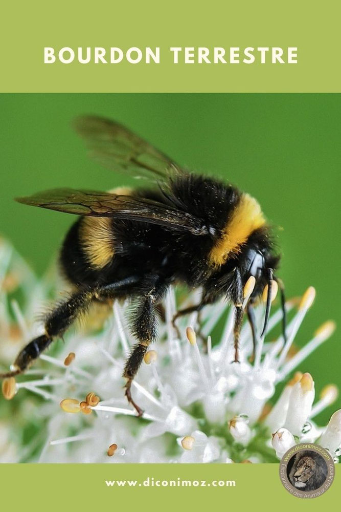 bourdon terrestre fiche animaux insectes de nos jardins taille poids habitat