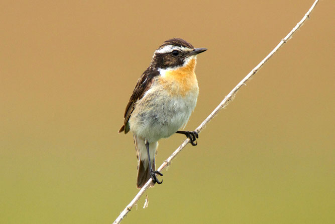 Das Braunkehlchen, auch "Wiesenclown" genannt. Foto: NABU/Maik Sommerhage