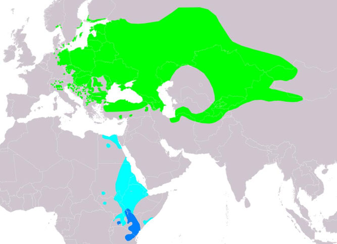 Verbreitungsgebiet der Sperbergrasmücke – Quelle: https://de.wikipedia.org/wiki/Sperbergrasmücke