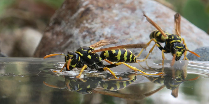 Hausfeldwespen beim Durst löschen| Foto: NABU/Silke Redlich