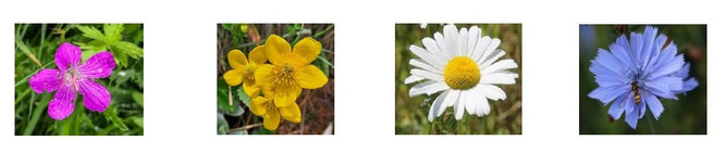 © NABU Bad Oldesloe/ Ulrike Graeber