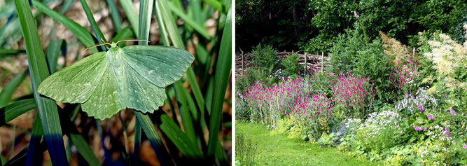 links Nachtfalter Grünes Blatt und rechts ein naturnahes Staudenbeet.
