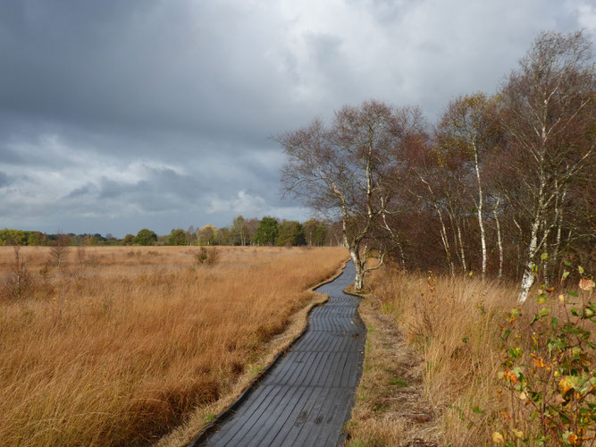 Der Bohlenweg am Ewigen Meer.