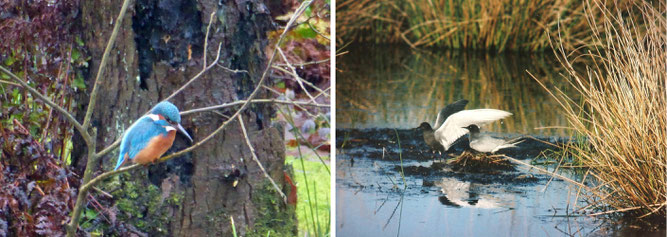 Links ein Eisvogel und rechts Trauerseeschwalben.