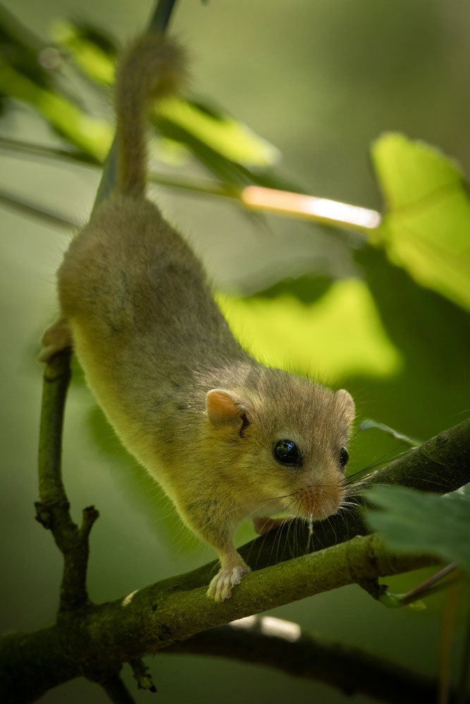 Haselmaus - (c) Christoph Kröger