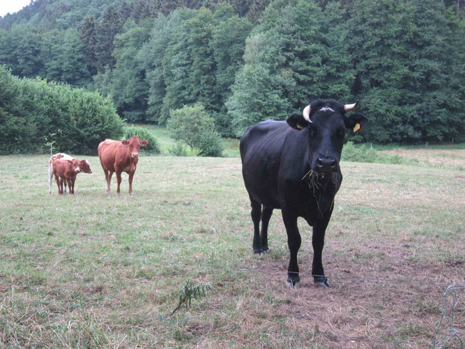 Extensiv genutztes Weideland im Naturschutzgebiet "Wälder auf dem Leuscheid"