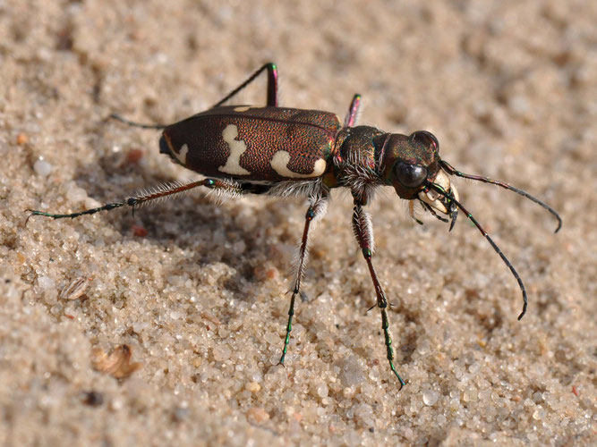 Der braune, kupferfarbene Dünen-Sandlaufkäfer (Cicindela hybrida)  Bild: Dr. Hannes Petrischak, Leiter Naturschutz der Heinz Sielmann Stiftung