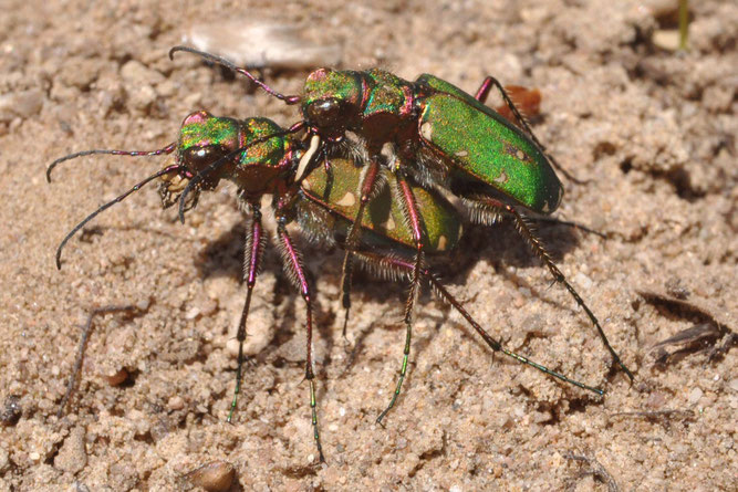 Feld-Sandlaufkäfer (Cicindela campestris)  Bild: Dr. Hannes Petrischak, Leiter Naturschutz der Heinz Sielmann Stiftung