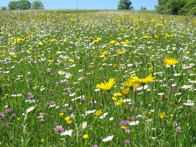 Wildblumenwiese. - Foto: NABU/F. Schöne