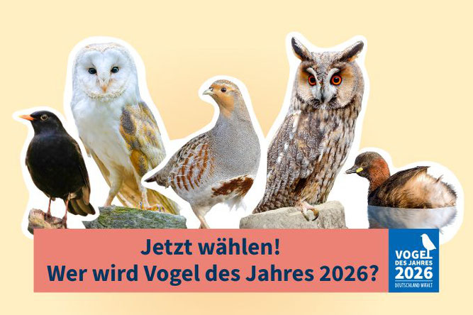 Amsel, Schleiereule, Rebhuhn, Waldohreule oder Zwergtaucher? Sie bestimmen mit! - Fotos: Amsel: Frank Derer; Schleiereule: Christoph Bosch; Rebhuhn: Willi Rolfes; Waldohreule: Ondrej Prosicky/BIA; Zwergtaucher: Frank Derer