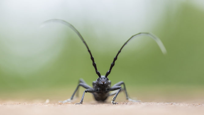 Eichenbock, Sebastian Vogel, GDT, Makrofotografie, Naturfotografie