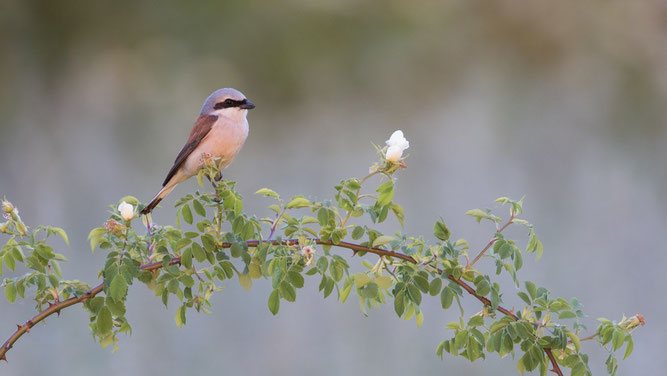 Neuntöter, Sebastian Vogel, Naturfoto, Vogelfotografie