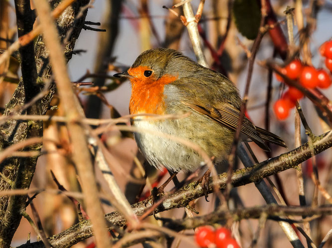 Rotkehlchen (Foto: NABU/Kathy Büscher)