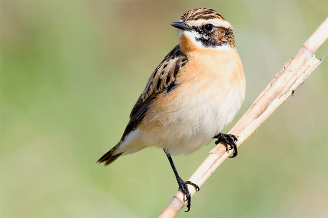 Braunkehlchen - Foto: Frank Derer