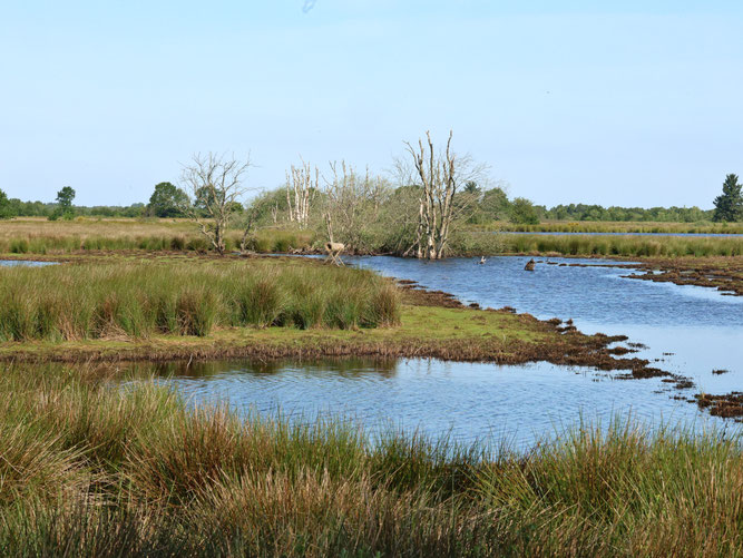 Polder G1