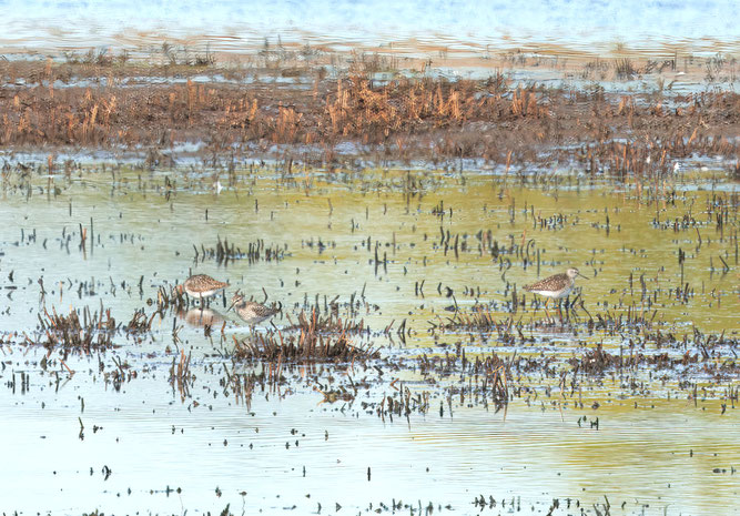 3 Bruchwasserläufer