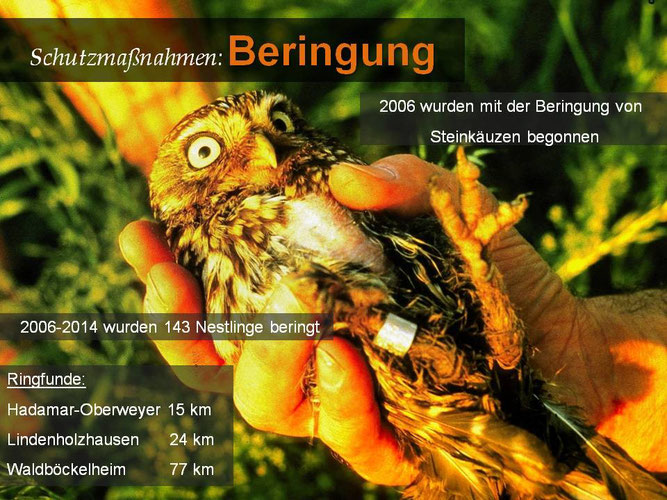 Beringer Steinkauz, ad. Weibchen, Foto: Herbert Friedrich
