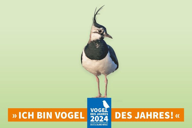 Der Kiebitz ist Vogel des Jahres 2024 - Foto: LBV/Hans Clausen