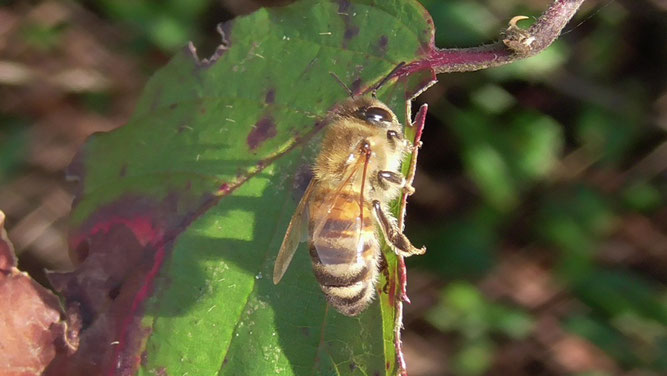Honigbiene, Foto: J. Baade