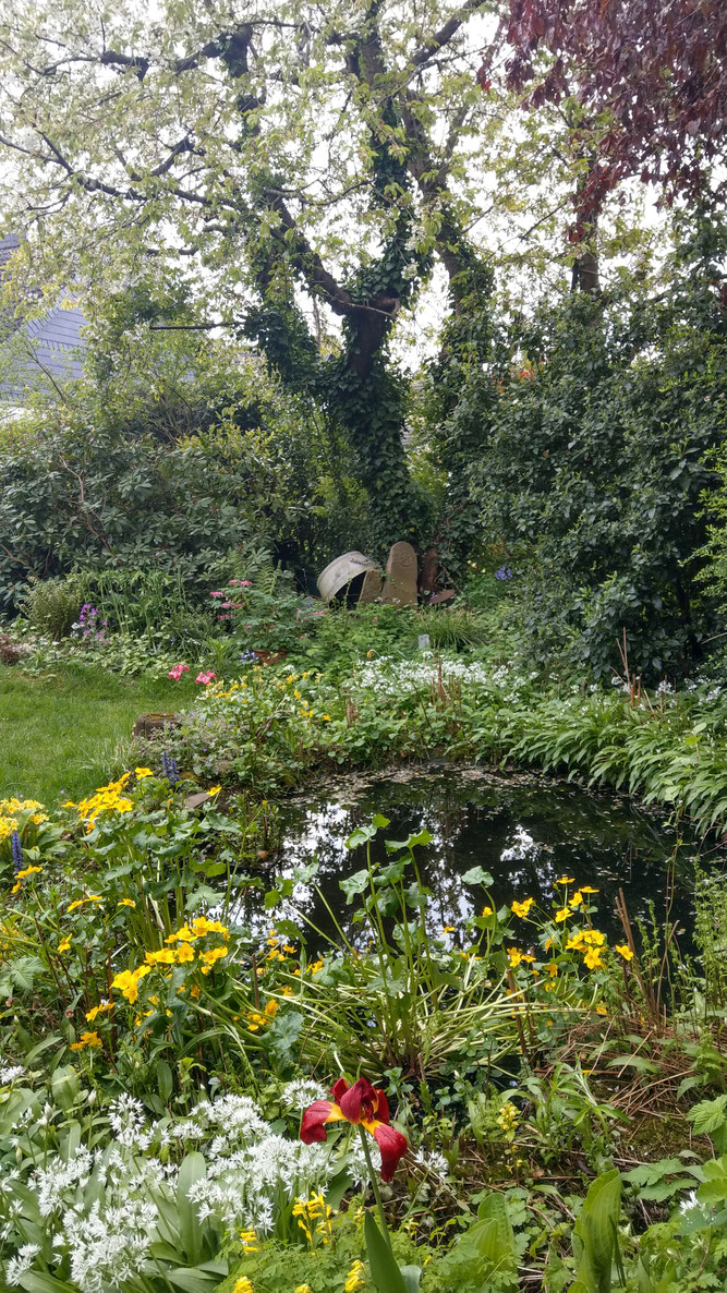 naturnaher Gartenteich mit Bärlauch und Sumpfdotterblumen. Eine Refugium für erstaunlich viele Molche, Frösche und Libellen. Foto: S. Lorenz