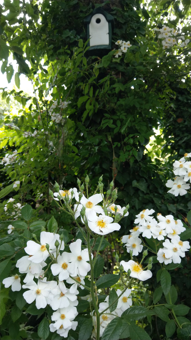 Ungefüllte Ramblerrose bietet Nektar für Insekten. Im Hintergrund ein Meisennistkasten. Foto: S. Lorenz