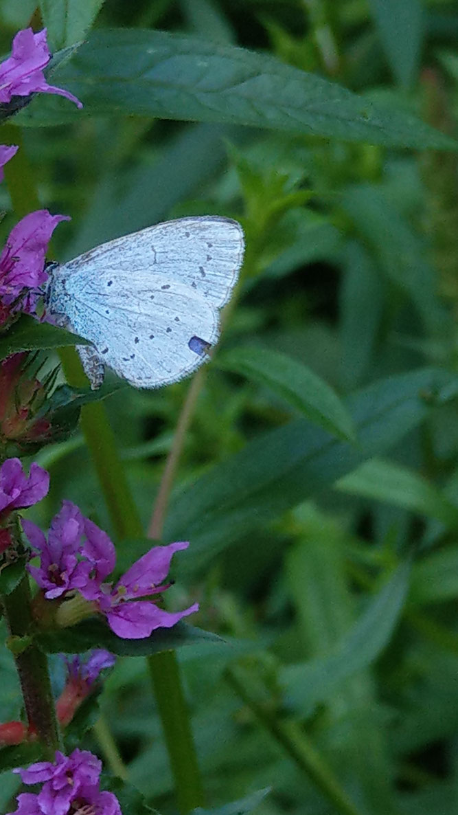 Faulbaum-Bläuling auf Blutweiderich, einer wertvollen Nektarpflanze im Sommer. Foto: S. Lorenz