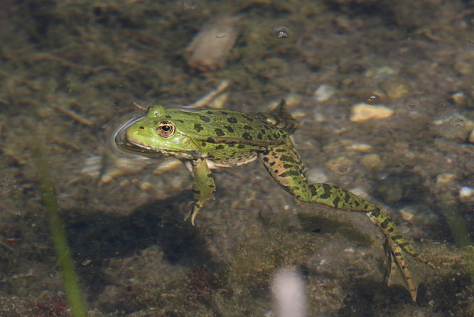 wolf